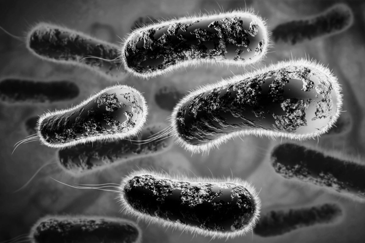 Black and white microscopic view of rod-shaped bacteria
